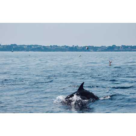 Dauphins au large entre Lorient et l'île de Groix (Morbihan) - ©Le Ciré Jaune - LBST