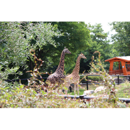 Girafes au parc animalier et refuge Les Terres de Nataé à Pont-Scorff (Morbihan) - ©Martin Lucquiaud - LBST