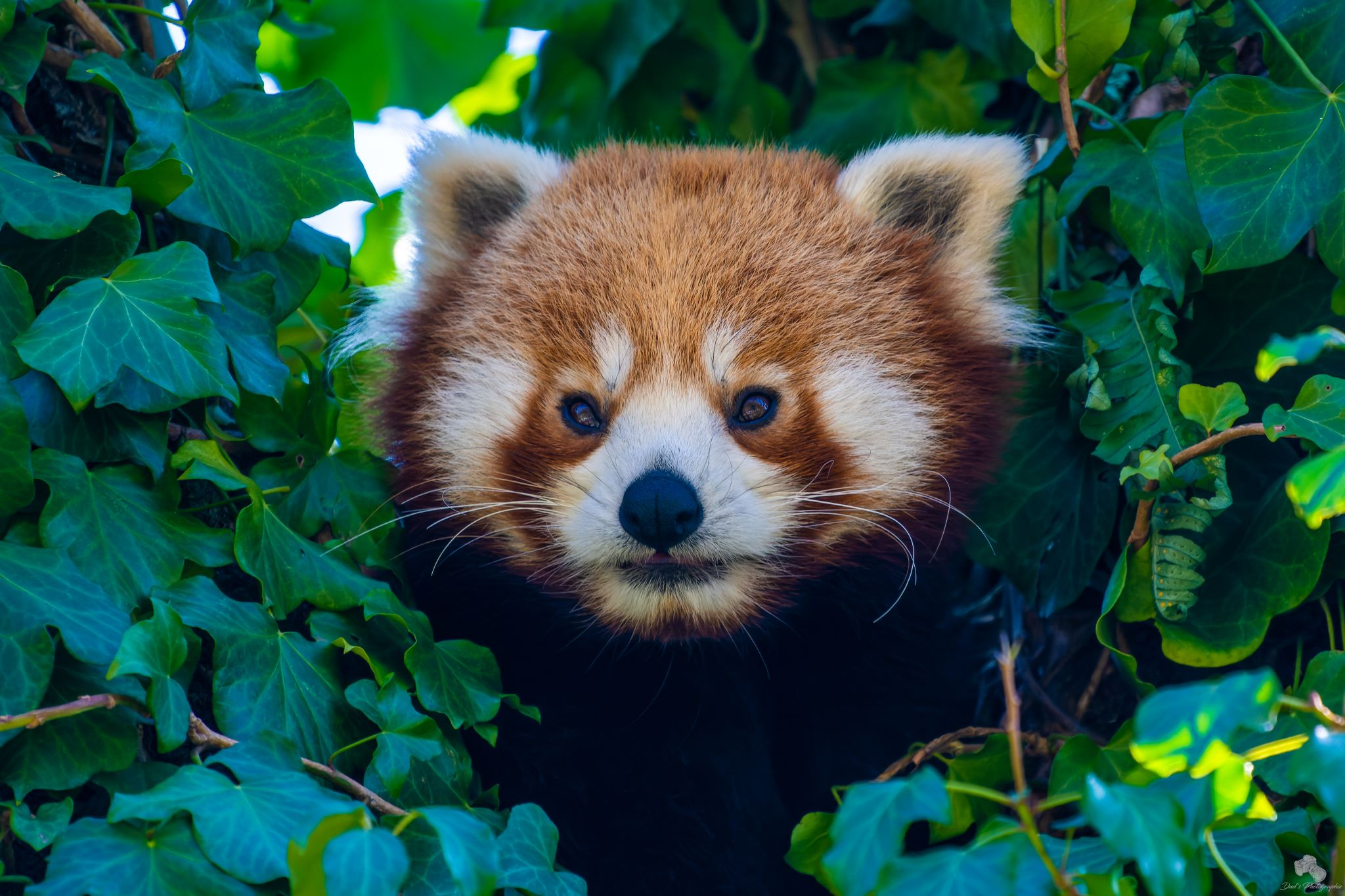 Séjour nature, visite parc animalier Terres de Nataé et location de vélos à Lorient Bretagne Sud, en Morbihan (56)